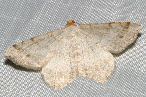 6342 - Red-headed Inchworm Moth - Macaria bisignata