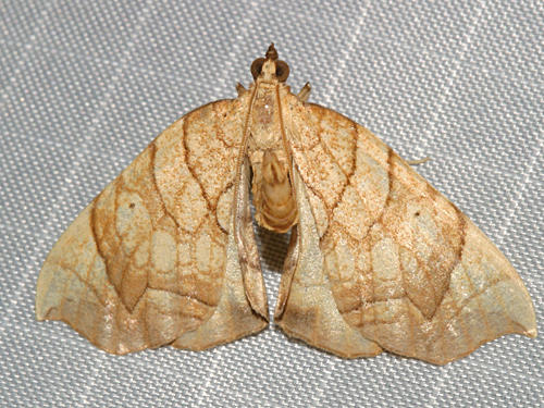 7196 - Lesser Grapevine Looper Moth - Eulithis diversilineata