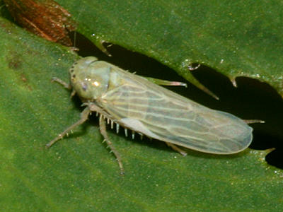 Black-faced Leafhopper - Graminella nigrifrons