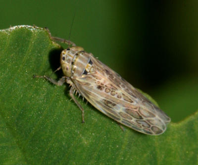 Leafhoppers genus Endria