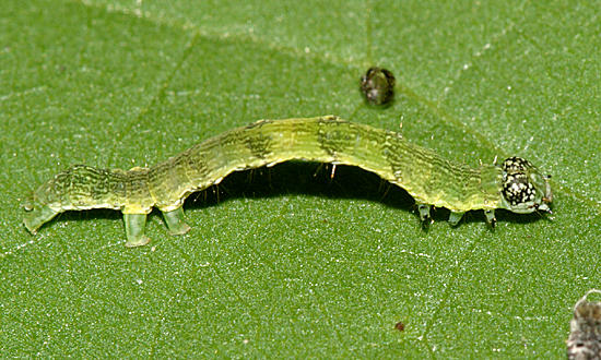 9090 - Olive-shaded Bird Dropping Moth - Ponometia candefacta
