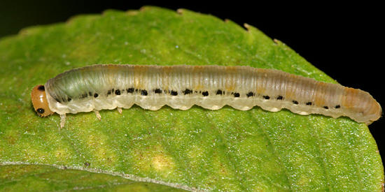 Sawfly Larva