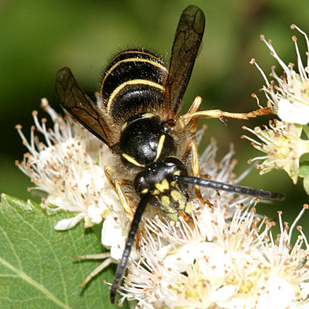 Dolichovespula norvegicoides (Northern Aerial Yellowjacket)