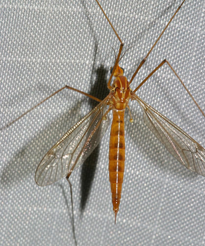 Tiger Crane Fly (female) Nephrotoma sp.