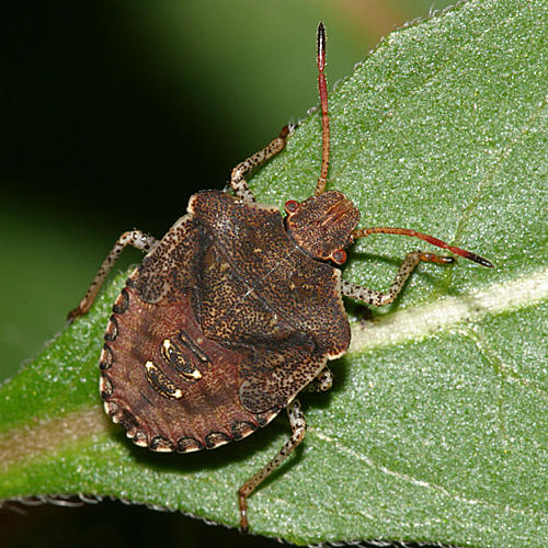 Euschistus sp.