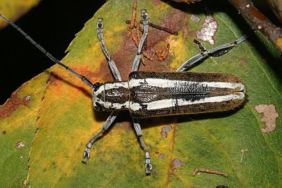 Round-headed Apple Tree Borer - Saperda candida