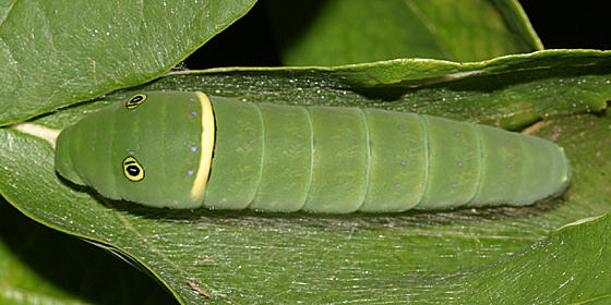Eastern Tiger Swallowtail - Papilio glaucus