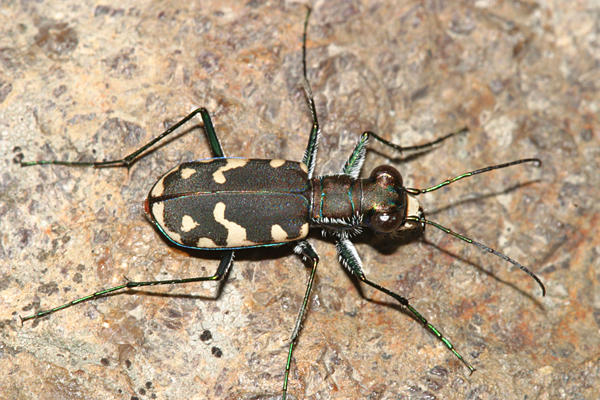 Cicindela rufiventris