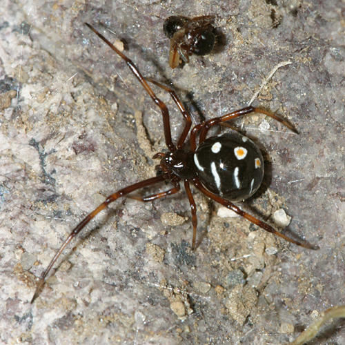 Immature Northern Black Widow - Latrodectus variolus