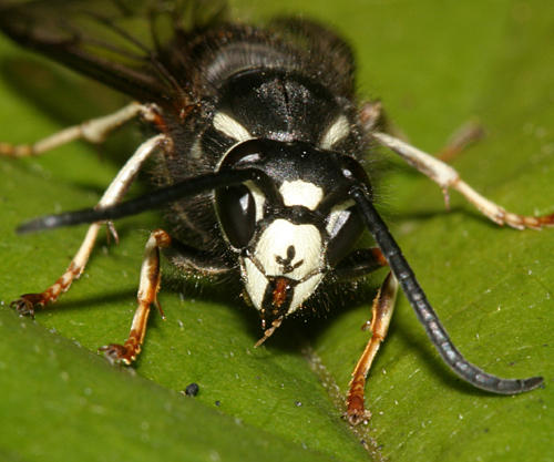Vespula consobrina (male Blackjacket)