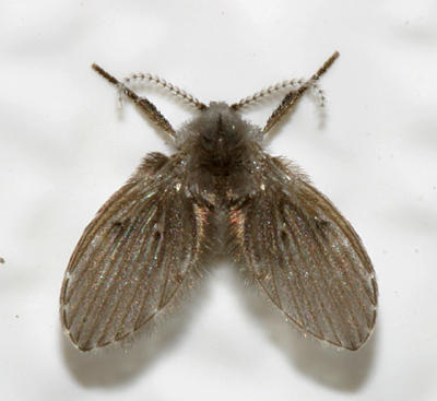 Bathroom Moth Fly - Clogmia albipunctata