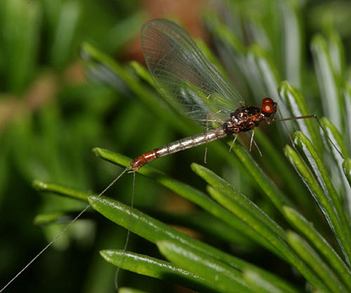 Paraleptophlebia mollis?