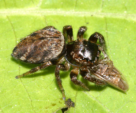 Evarcha hoyi (female)