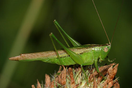 Slender Meadow Katydid - Conocephalus fasciatus