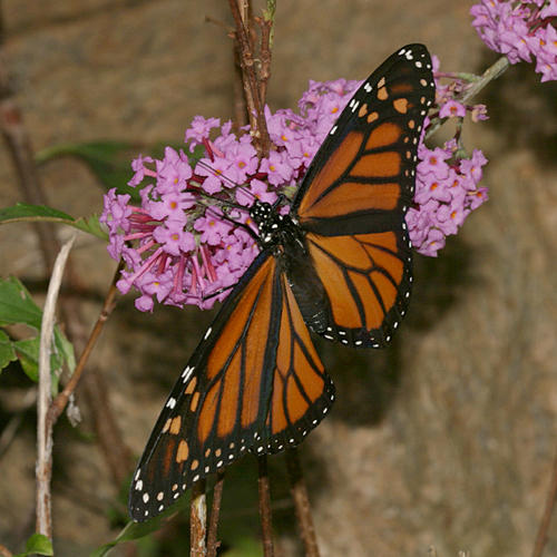 Monarch - Danaus plexippus - female