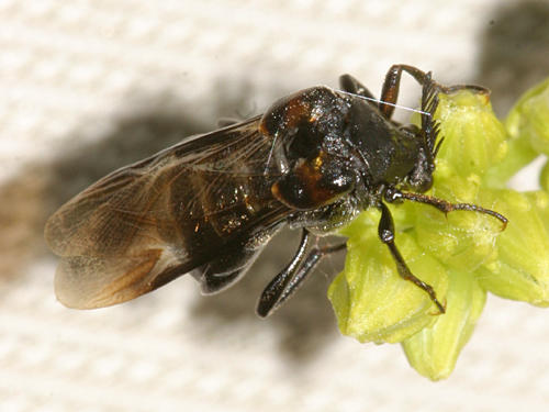 Ripiphorus fasciatus-complex