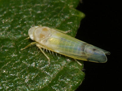 Bramble Leafhopper - Ribautiana tenerrima