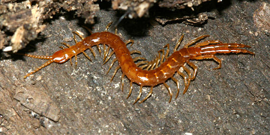 Tropical Centipede - Scolopendromorpha - Cryptopidae - Cryptops hortensis