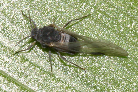 White-banded Dogwood Aphid - Anoecia cornicola