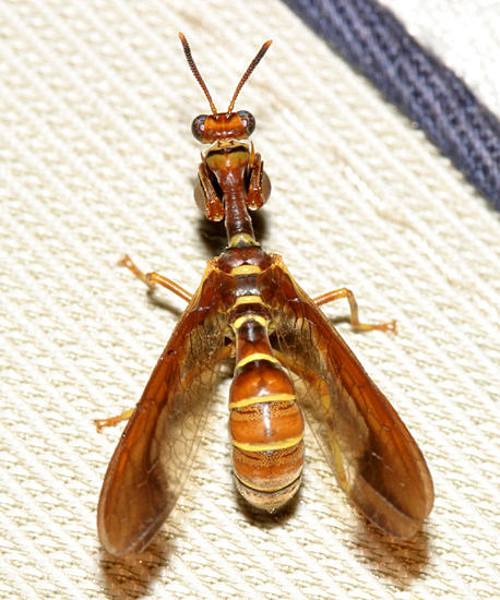  Wasp Mantidfly - Climaciella brunnea