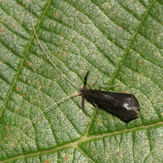 The Black Dancer - Mystacides sepulchralis