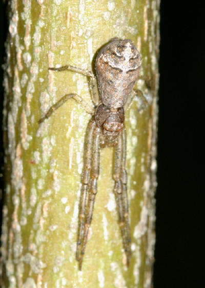 Tmarus angulatus