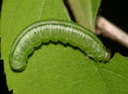 Nematini possibly Pristiphora sp.