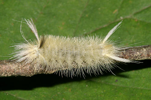 8204 - Sycamore Tussock Moth - Halysidota harrisii