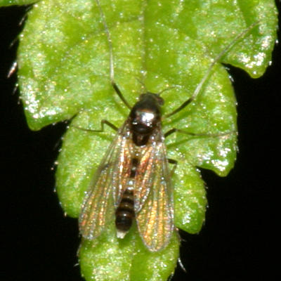 Cricotopus bicinctus (female)