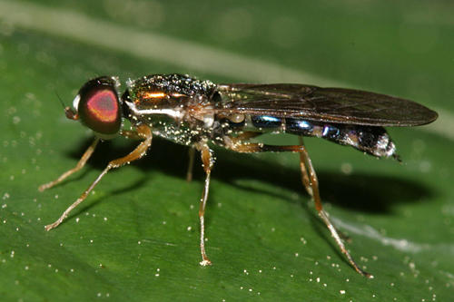 Sargus fasciatus