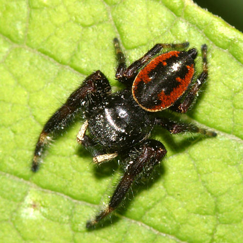 Phidippus clarus (male)