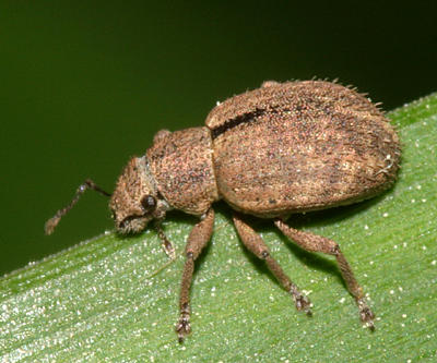 Strophosoma melanogrammum