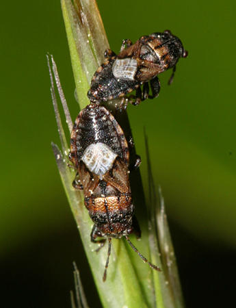 Phlegyas abbreviatus (mating)