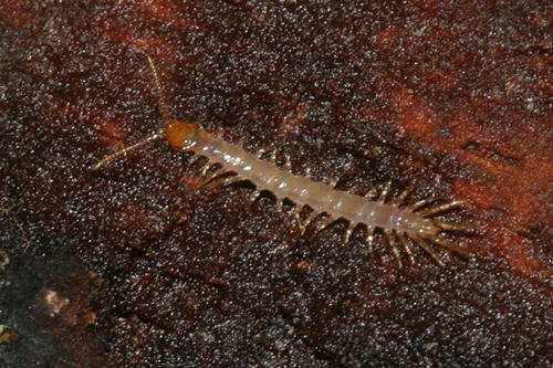 Stone Centipede - Lithobiomorpha sp.