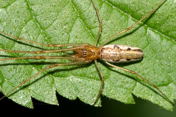Tetragnatha elongata?
