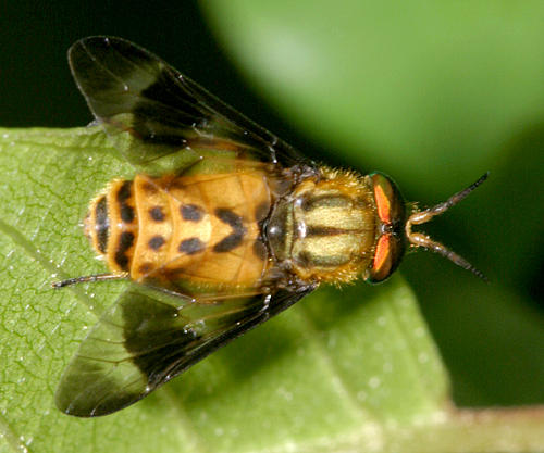 Chrysops geminatus