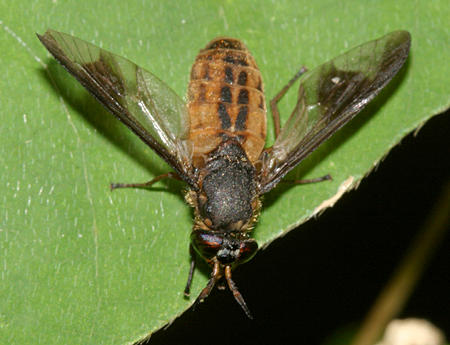 Chrysops striatus