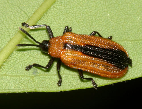 Locust Leaf Miner - Odontota dorsalis