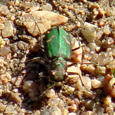  Purple Tiger Beetle - Cicindela purpurea