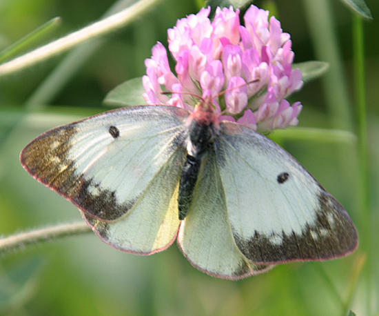 White form female Clouded Sulphur - Colias philodice