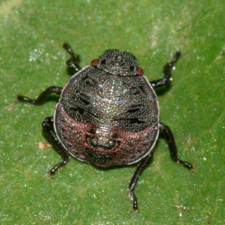 Euschistus sp. nymph