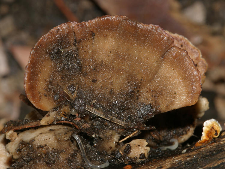 Stereum ostrea (False Turkey Tail)