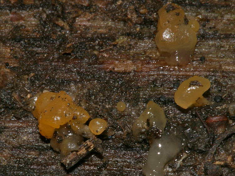 Tremella mesenterica (Witches Butter)