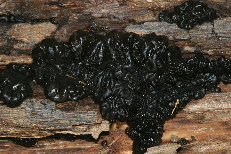 Exidia glandulosa