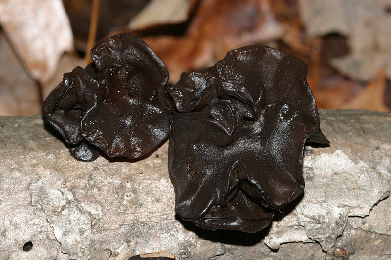 Exidia recisa (Brown Witchs Butter)