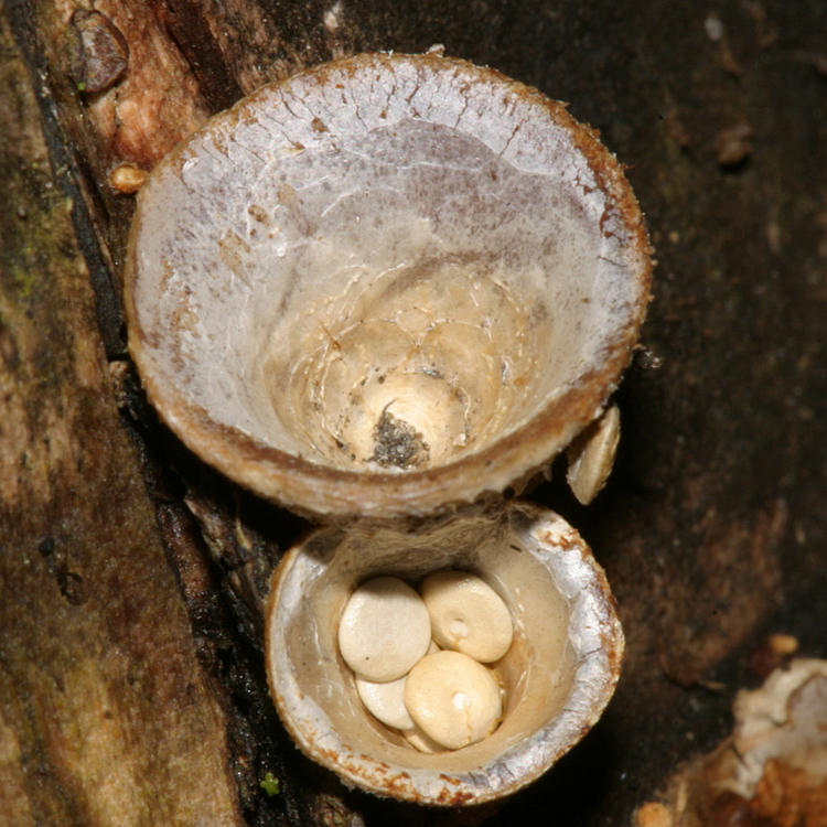 Crucibulum laeva (Birds Nest Fungus)