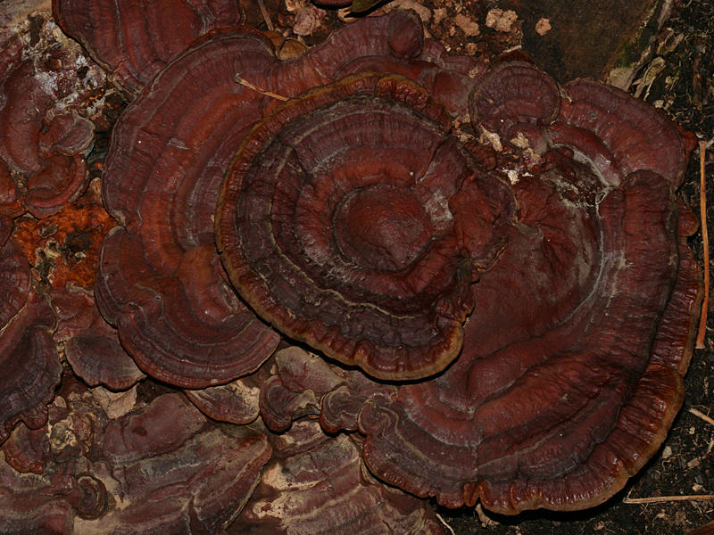 Ganoderma lucidum (Mushroom of Life, Ling Chi)