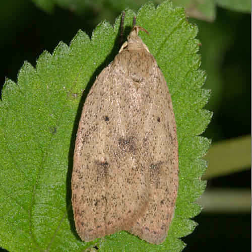  0951 - Gold-striped Leaftier Moth -- Machimia tentoriferella
