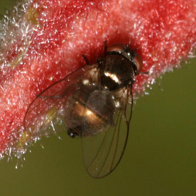 Melanagromyza sp.