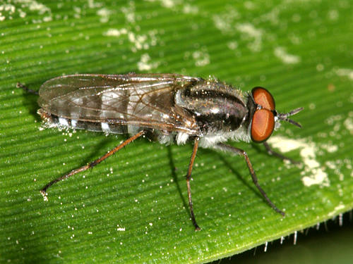 Ozodiceromyia argentata